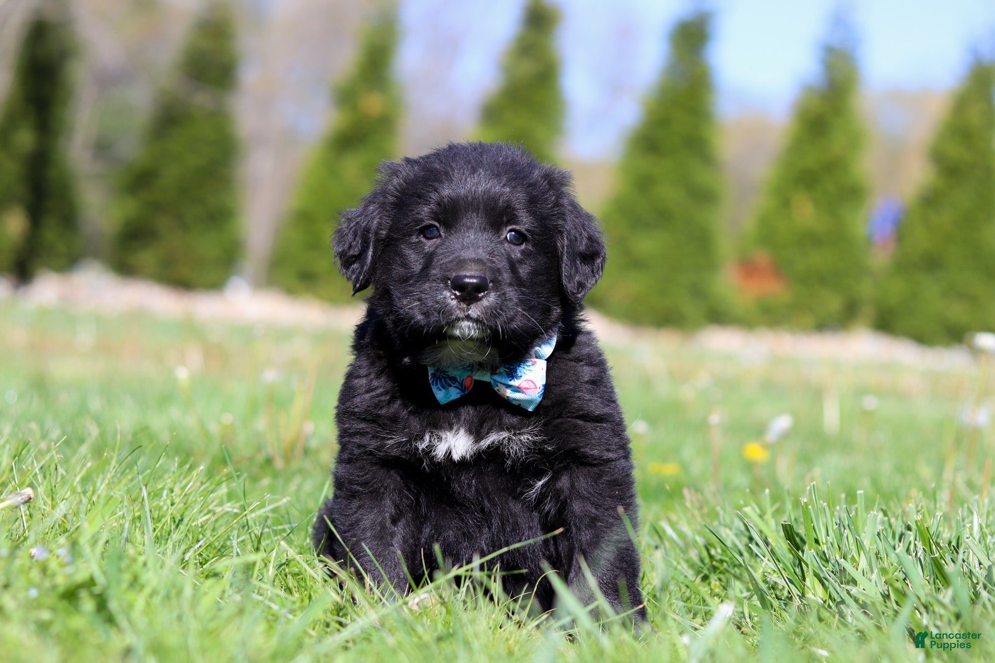 Mixed Breed dogs Ranger - Ad 2