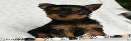Yorkshire Terrier dogs for sale: Dorthy - Ad 2