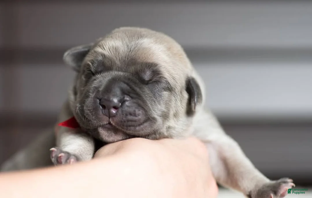 Cane Corso dogs for sale: Titan Bones Vanguard Defender  - Ad 2