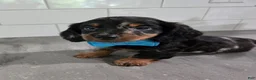 Miniature Dachshund dogs for sale: Benji - Ad 4