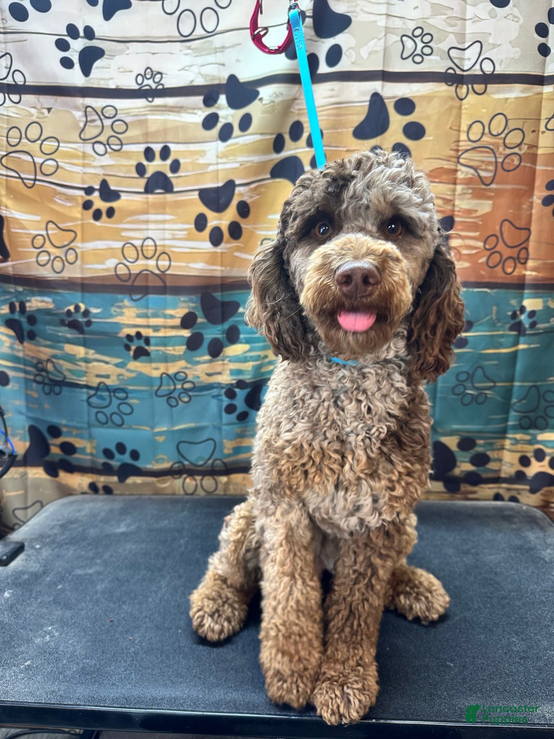 Miniature Poodle dogs for sale: Miniature Poodle Puppy 1 - Ad 2