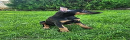 Doberman Pinscher dogs for sale: Kayla - Ad 3