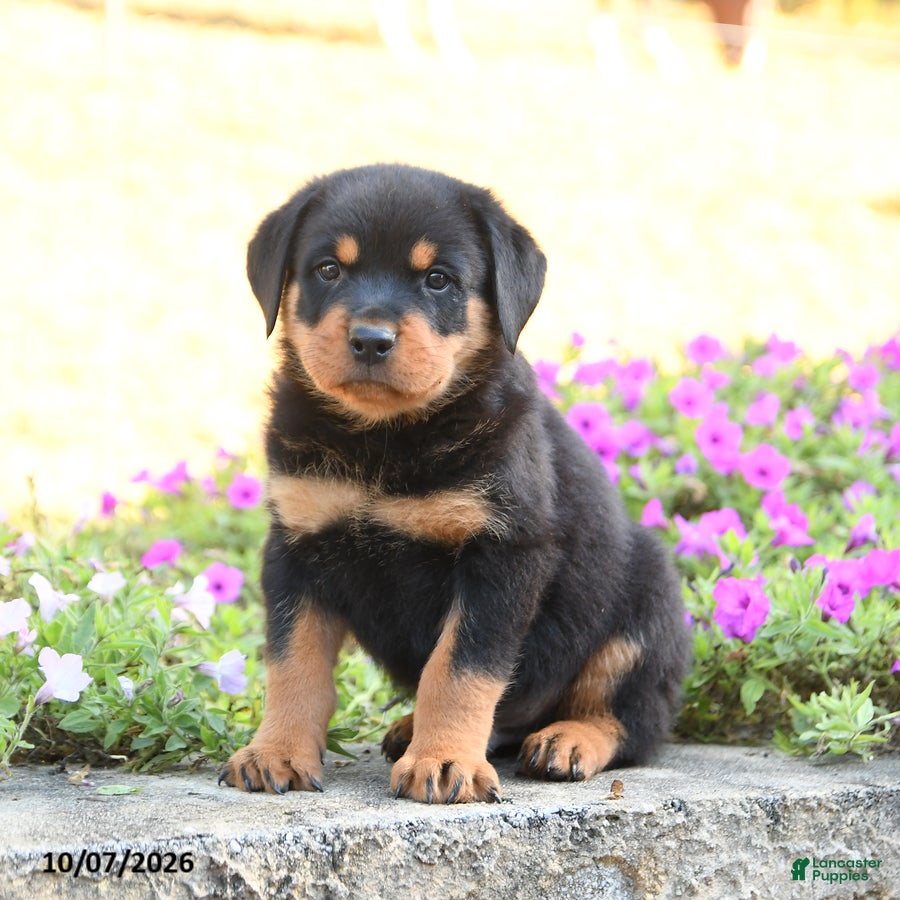 Doberman Pinscher dogs Brody - Ad 2