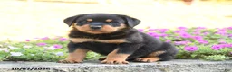 Doberman Pinscher dogs for sale: Brody - Ad 2