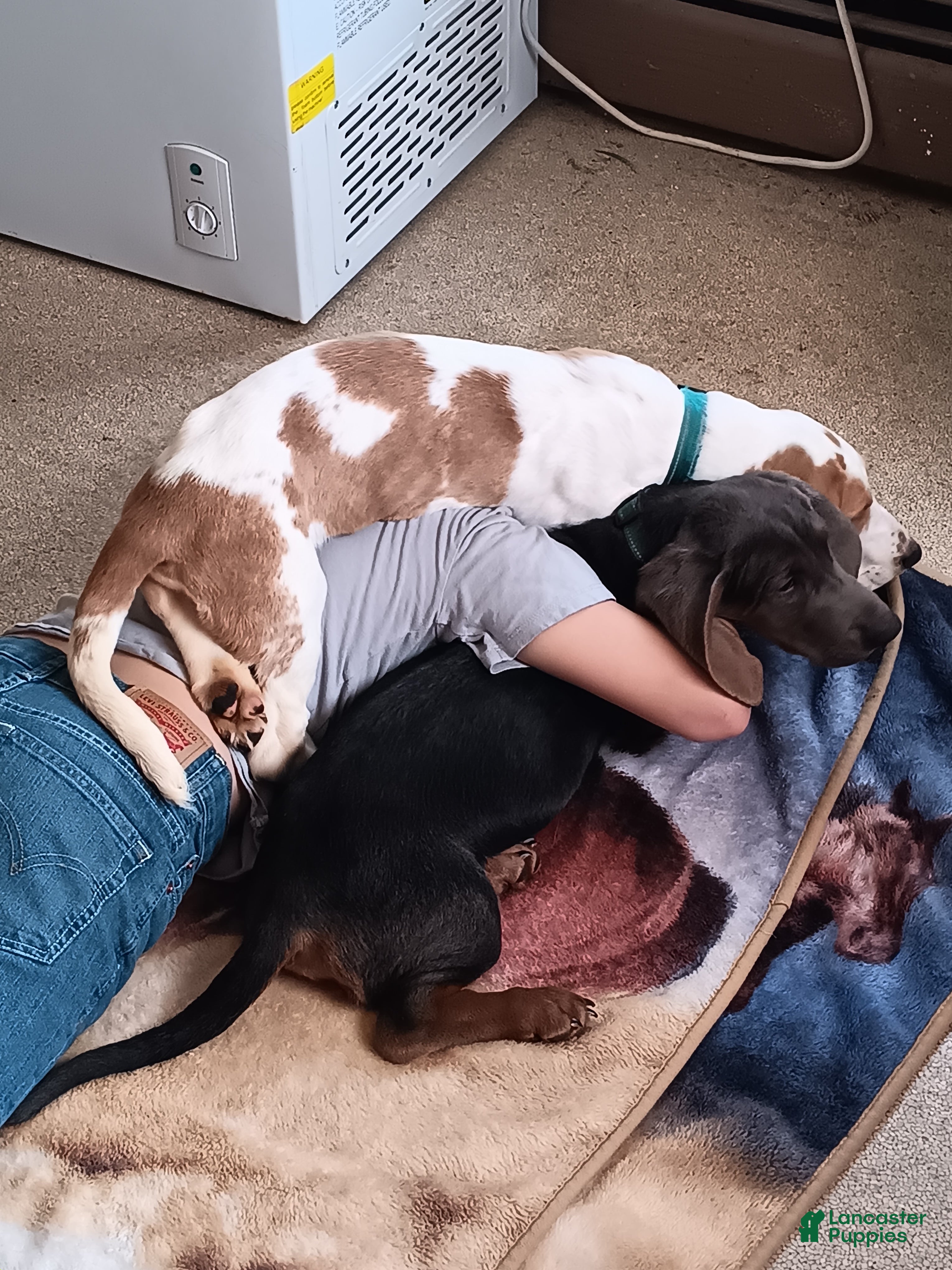 Basset Hound dogs for sale: Tucker  - Ad 4