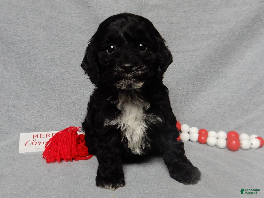 Cockapoo dogs for sale: Benny - Ad 4