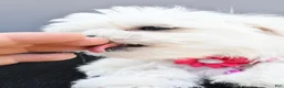 Maltese dogs for sale: Hailey - Ad 4