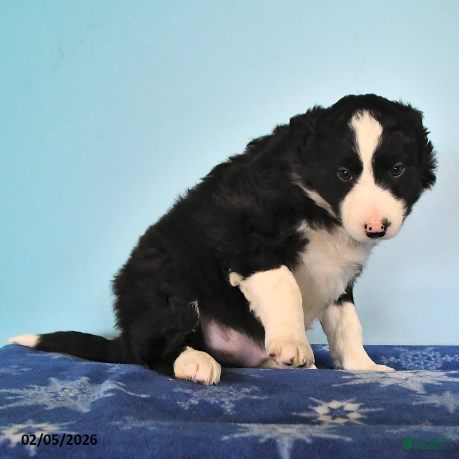 Mixed Breed dogs Roscoe - Ad 2