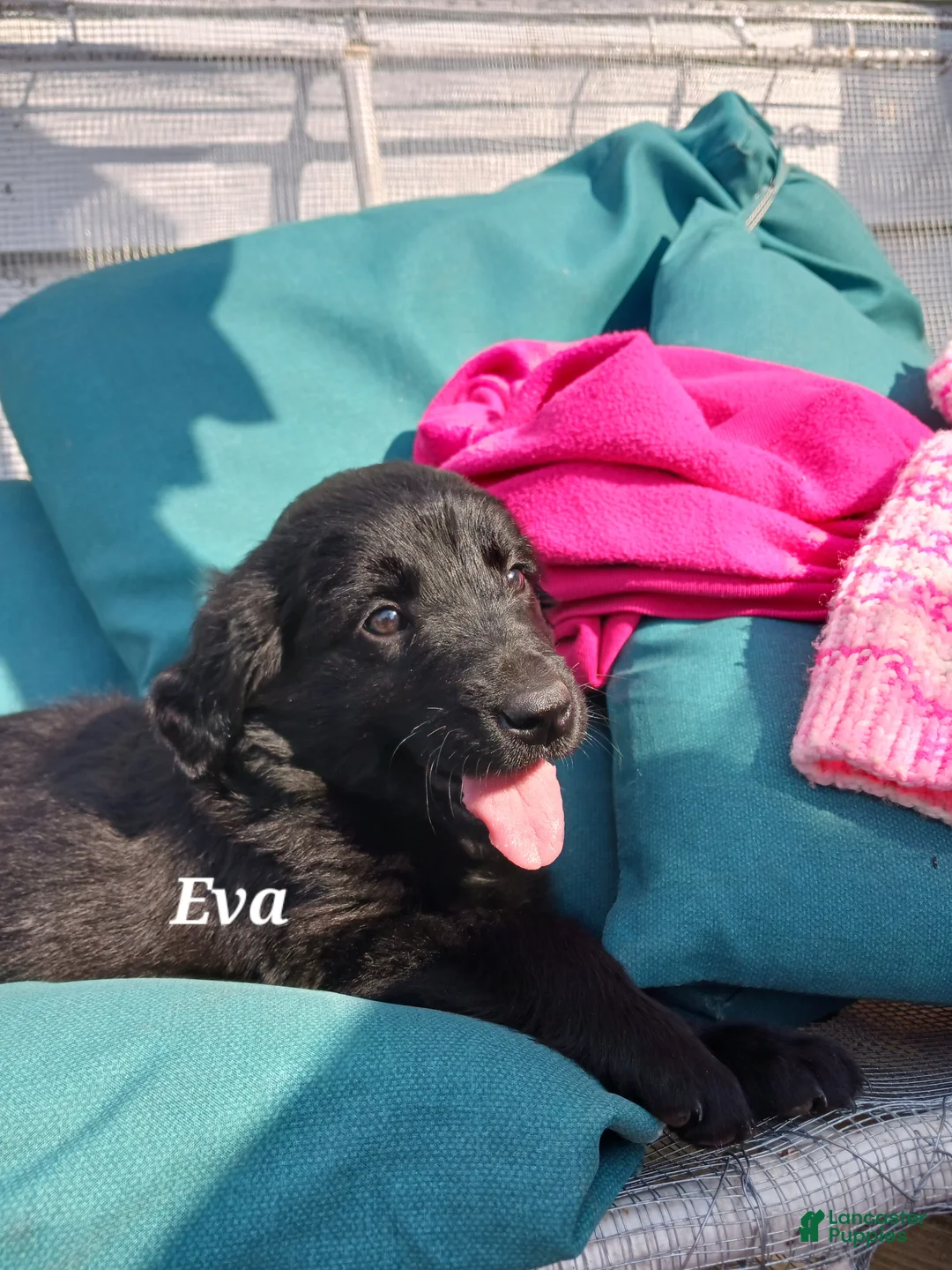 Mixed Breed dogs for sale: Mixed Breed Puppy 8, Eva - Ad 1