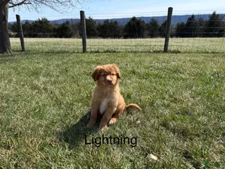 Nova Scotia Duck Tolling Retriever dogs Nova Scotia Duck Tolling Retriever Puppy 3 - Ad 5