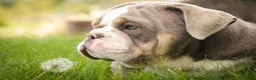 English Bulldog dogs for sale: Nasher English Bulldog Puppy  - Ad 4