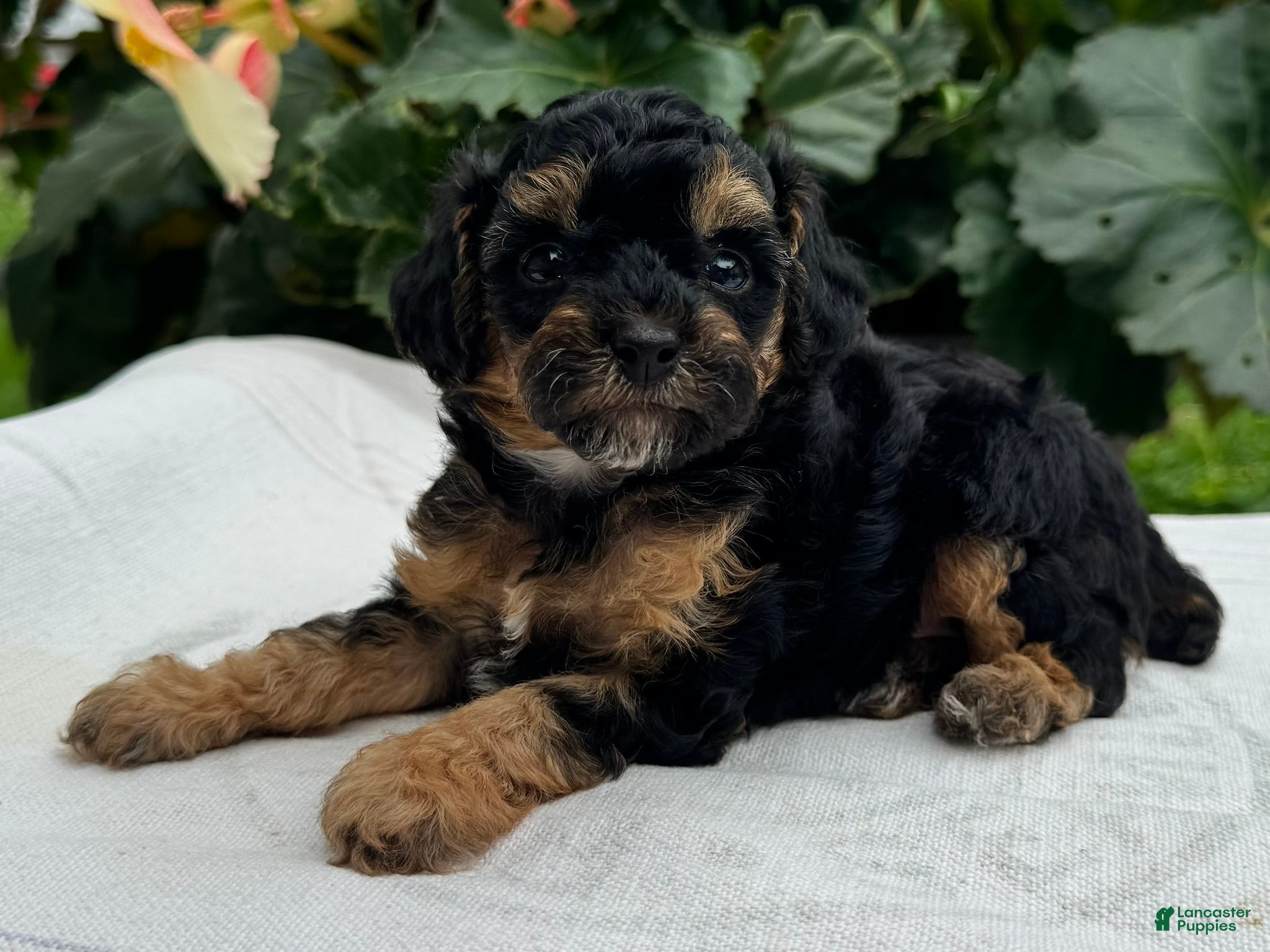 Miniature Poodle dogs Finn - Ad 1