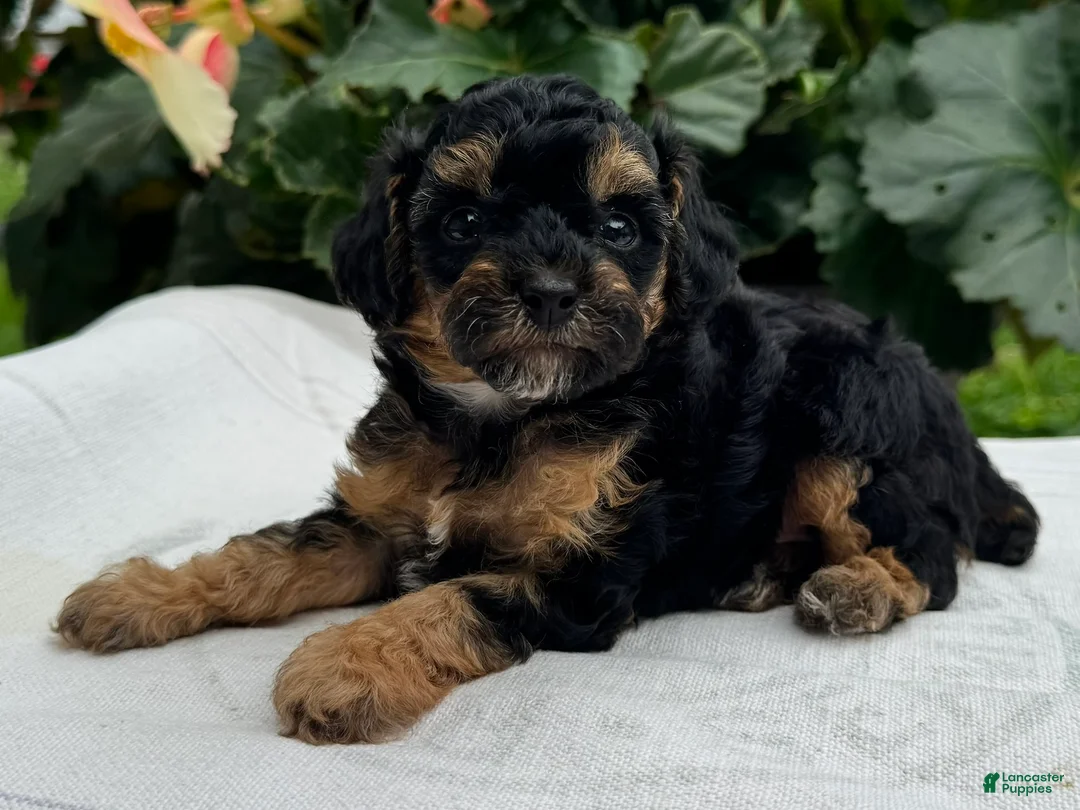 Miniature Poodle dogs for sale: Finn - Ad 1