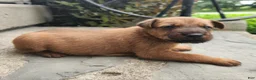 Irish Terrier dogs for sale: Ringo - Ad 3