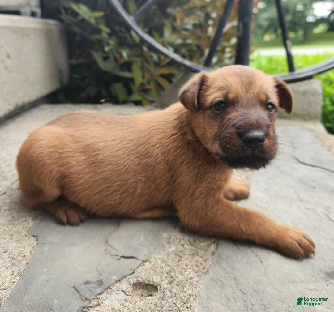 Irish Terrier dogs for sale: Ringo - Ad 3