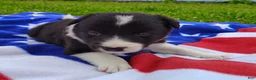 Border Collie dogs for sale: Giligan  - Ad 16
