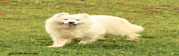 Samoyed dogs for sale: Milly - Ad 3