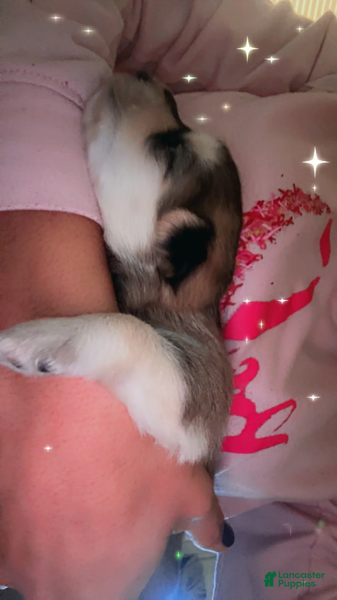 Mixed Breed dogs for sale: Twin - Ad 8