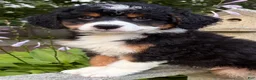 Mini Bernedoodle dogs for sale: 💛IN BOSTON MASSACHUSETTS AREA💛TRADITIONAL TRI COLOR💛MINI BERNEDOODLE BOY💛 - Ad 3