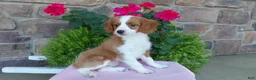 Aussiedoodle dogs for sale: Aussiedoodle 3 - Ad 6