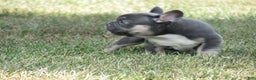 French Bulldog dogs for sale: Lucy - Ad 2