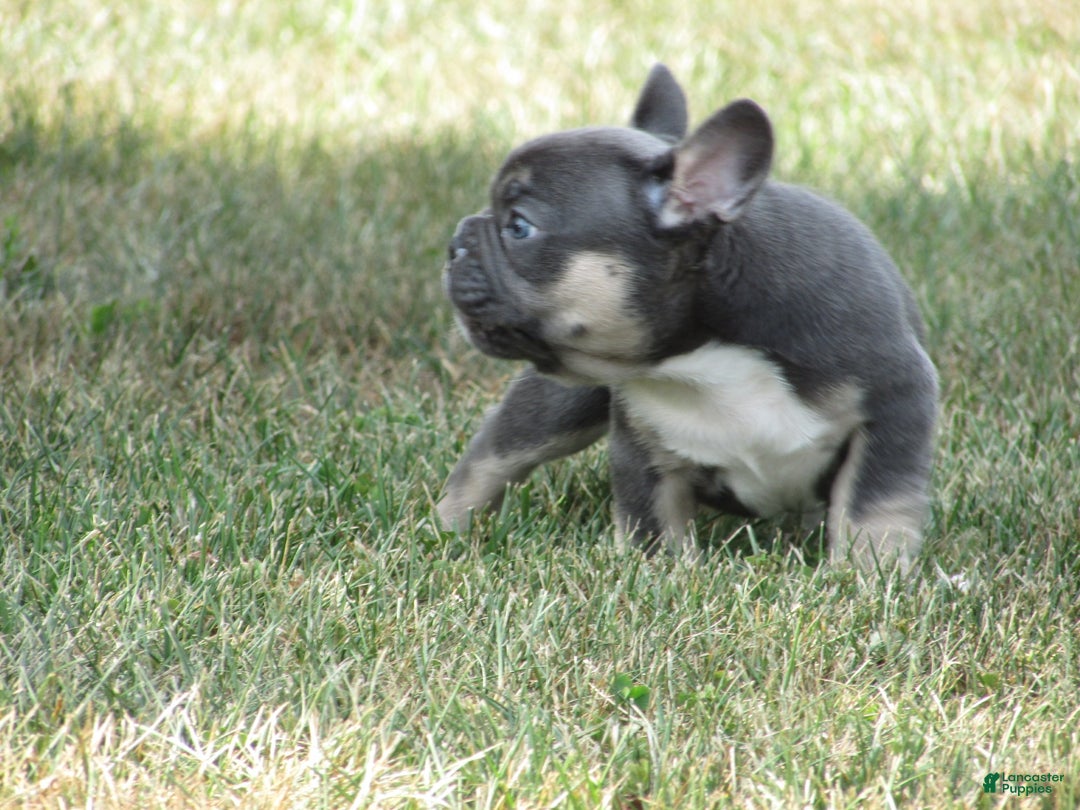 French Bulldog dogs for sale: Lucy - Ad 2