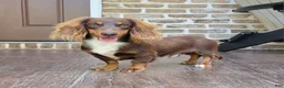 Miniature Dachshund dogs for sale: Vander - Ad 41