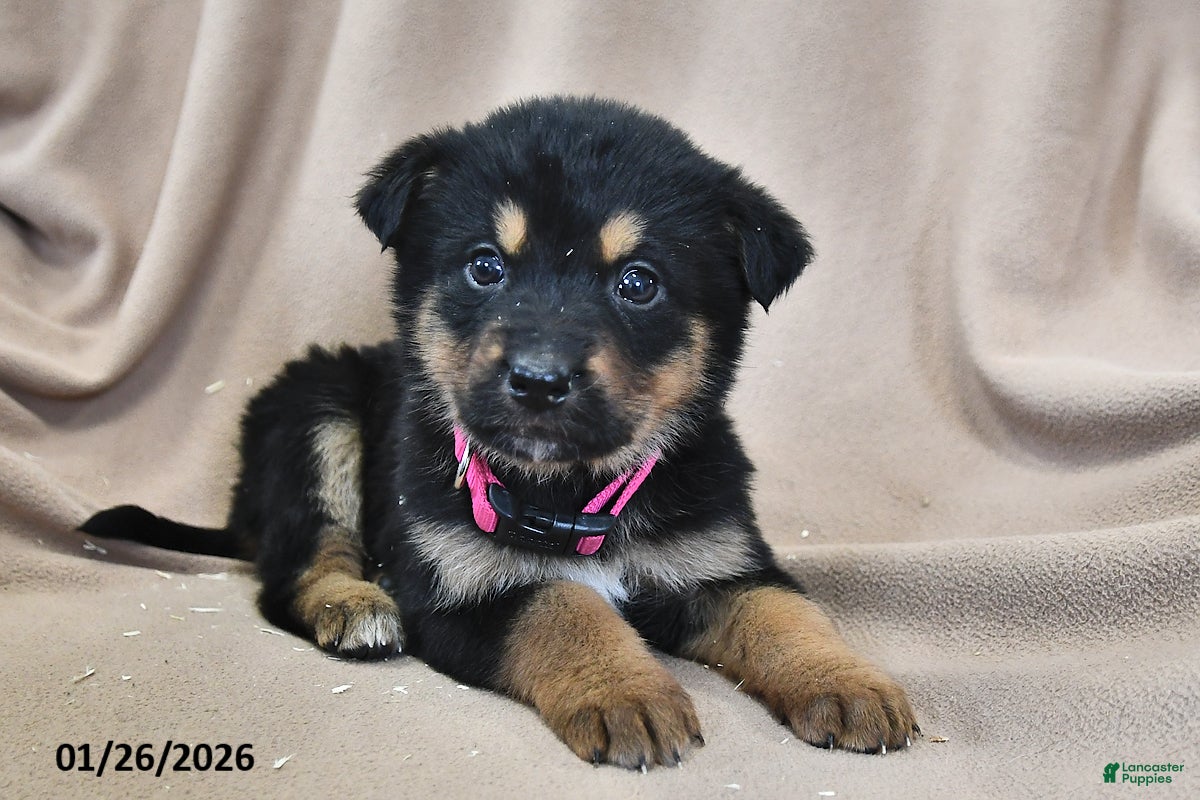 Mixed Breed dogs Bella   - Ad 36