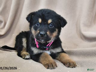 Mixed Breed dogs Bella - Ad 36