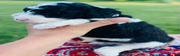 Sheepadoodle dogs for sale: Oreo - Ad 4