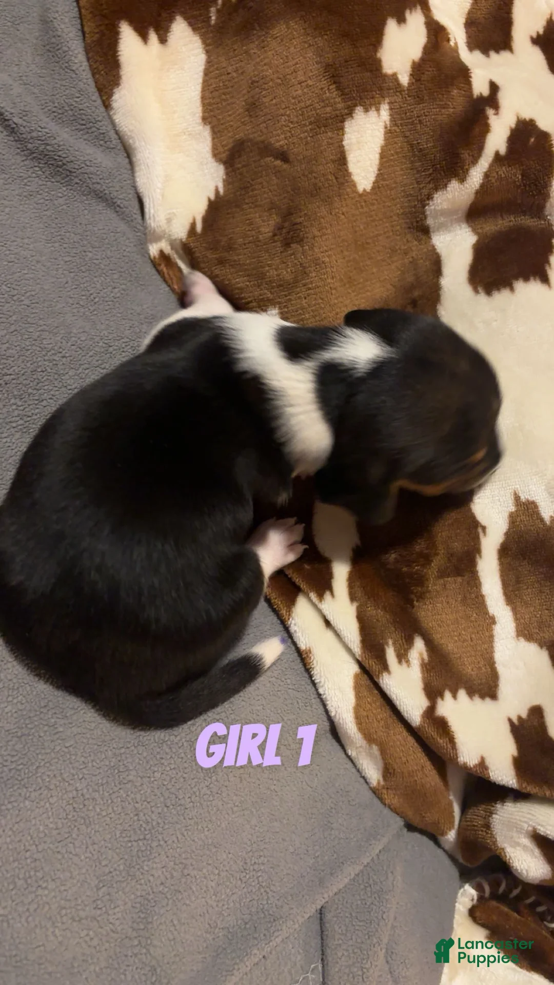 Beagle dogs for sale: Beagle 3 - Ad 2