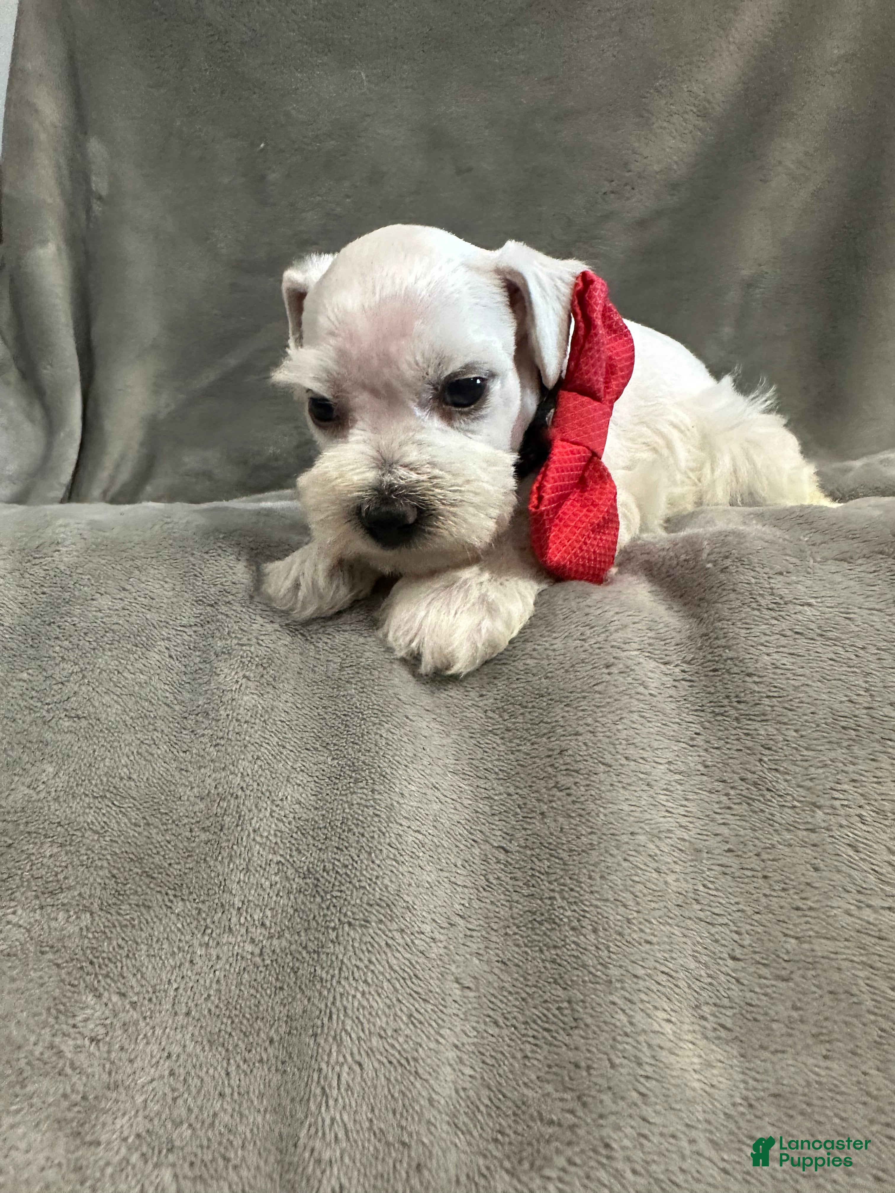 Miniature Schnauzer dogs Wynter - Ad 7