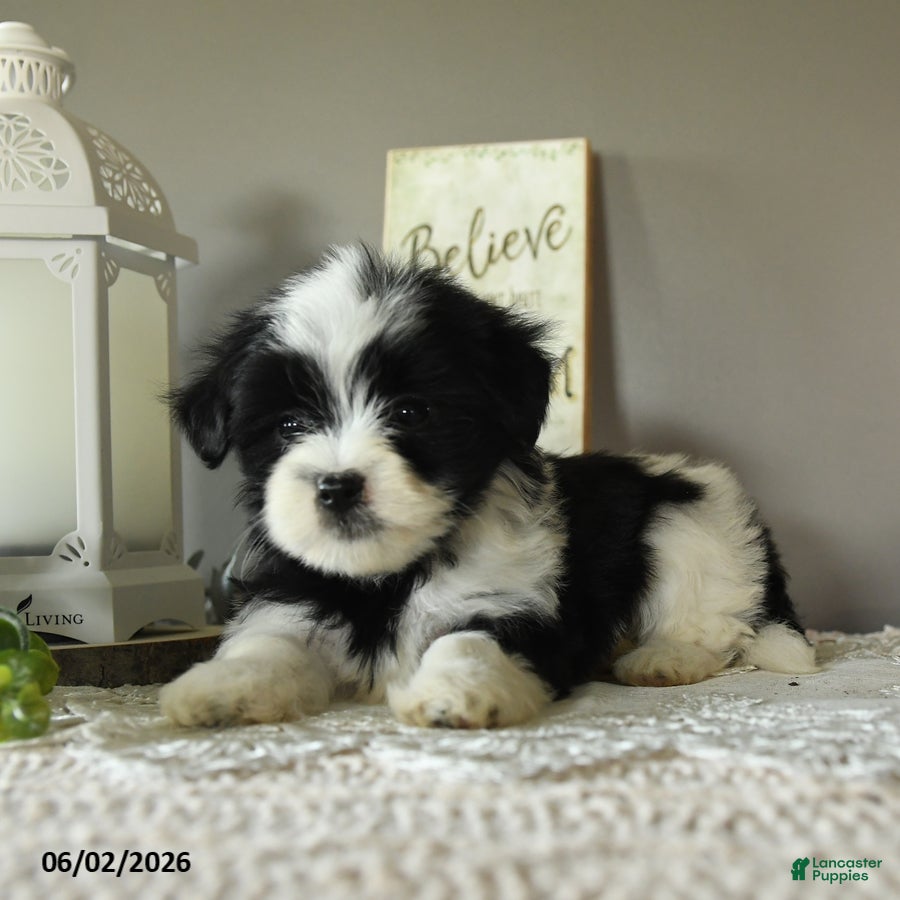 Mixed Breed dogs Jade - Ad 2