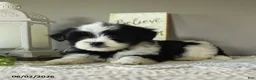 Mixed Breed dogs for sale: Jade - Ad 2