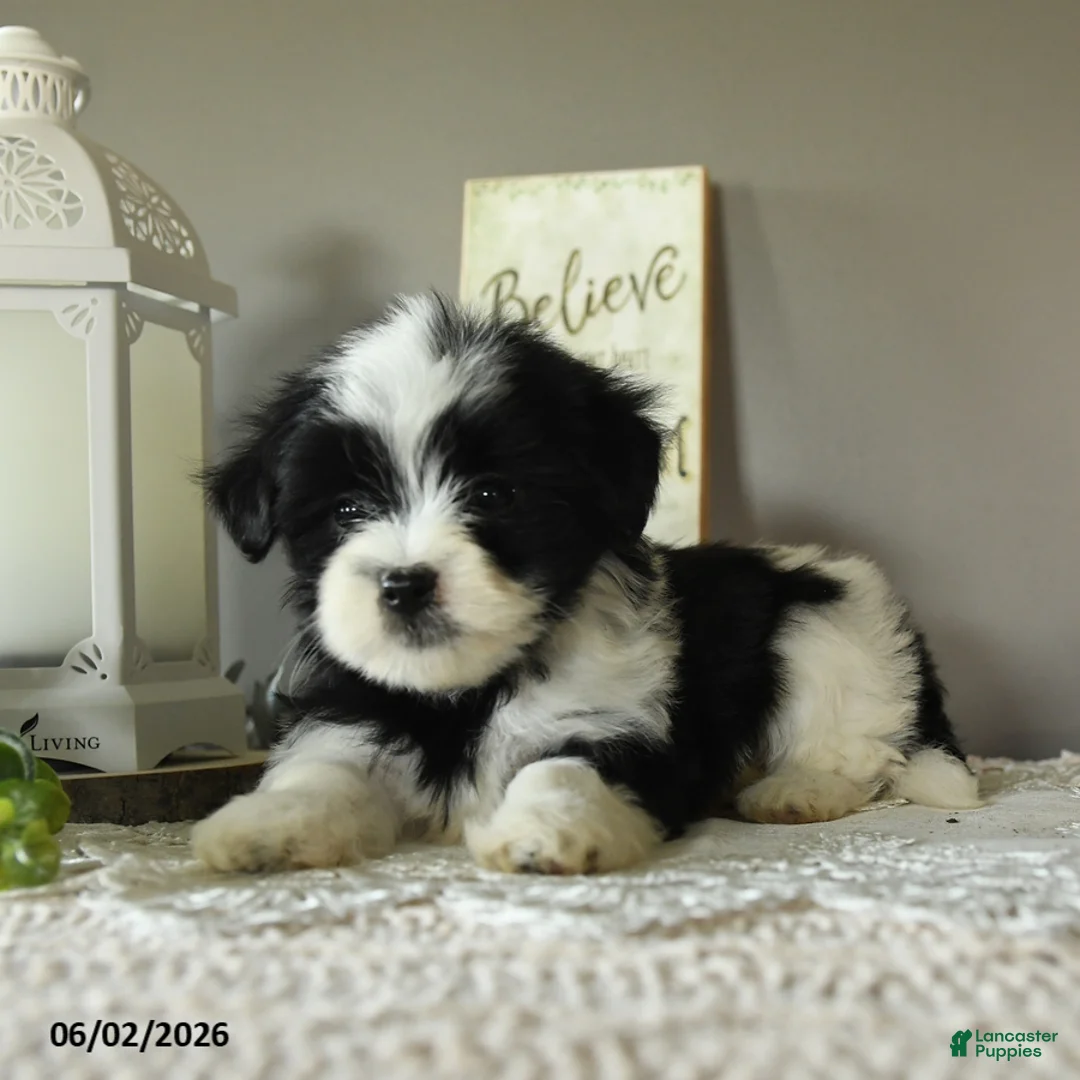 Mixed Breed dogs for sale: Jade - Ad 2