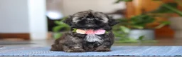 Shih Tzu dogs for sale: Juliet - Ad 5