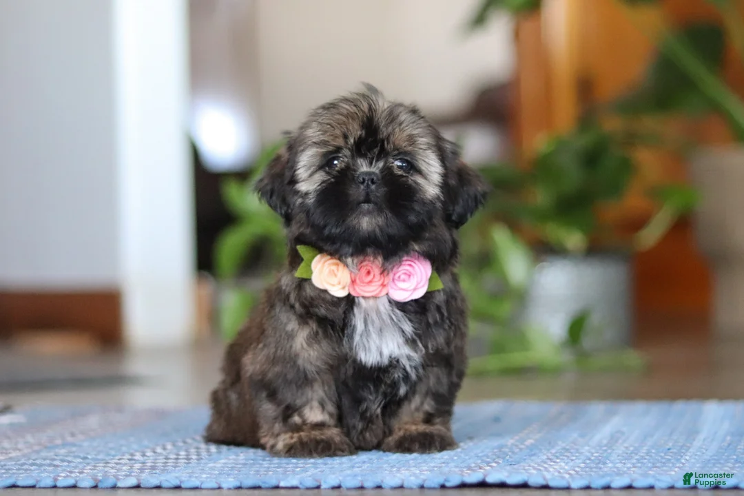 Shih Tzu dogs for sale: Juliet - Ad 5
