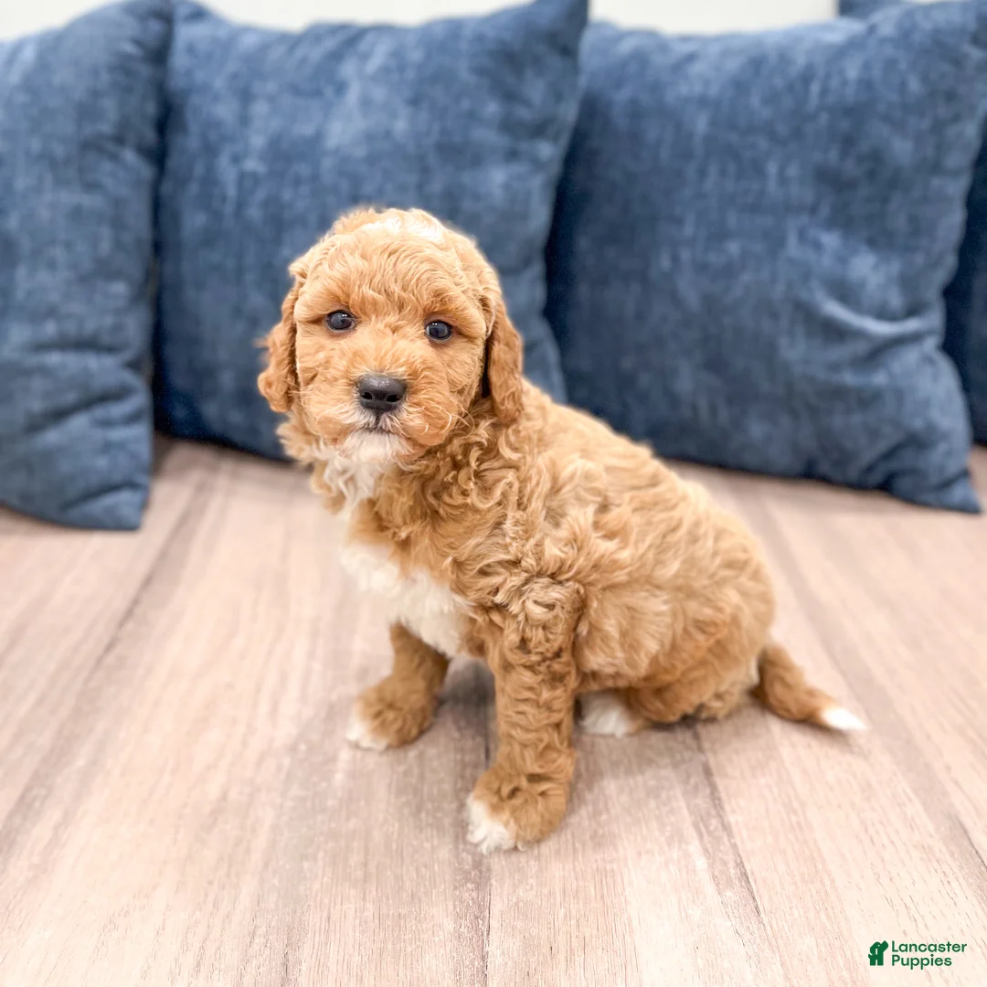 Mini Goldendoodle dogs for sale: Finn - Ad 2