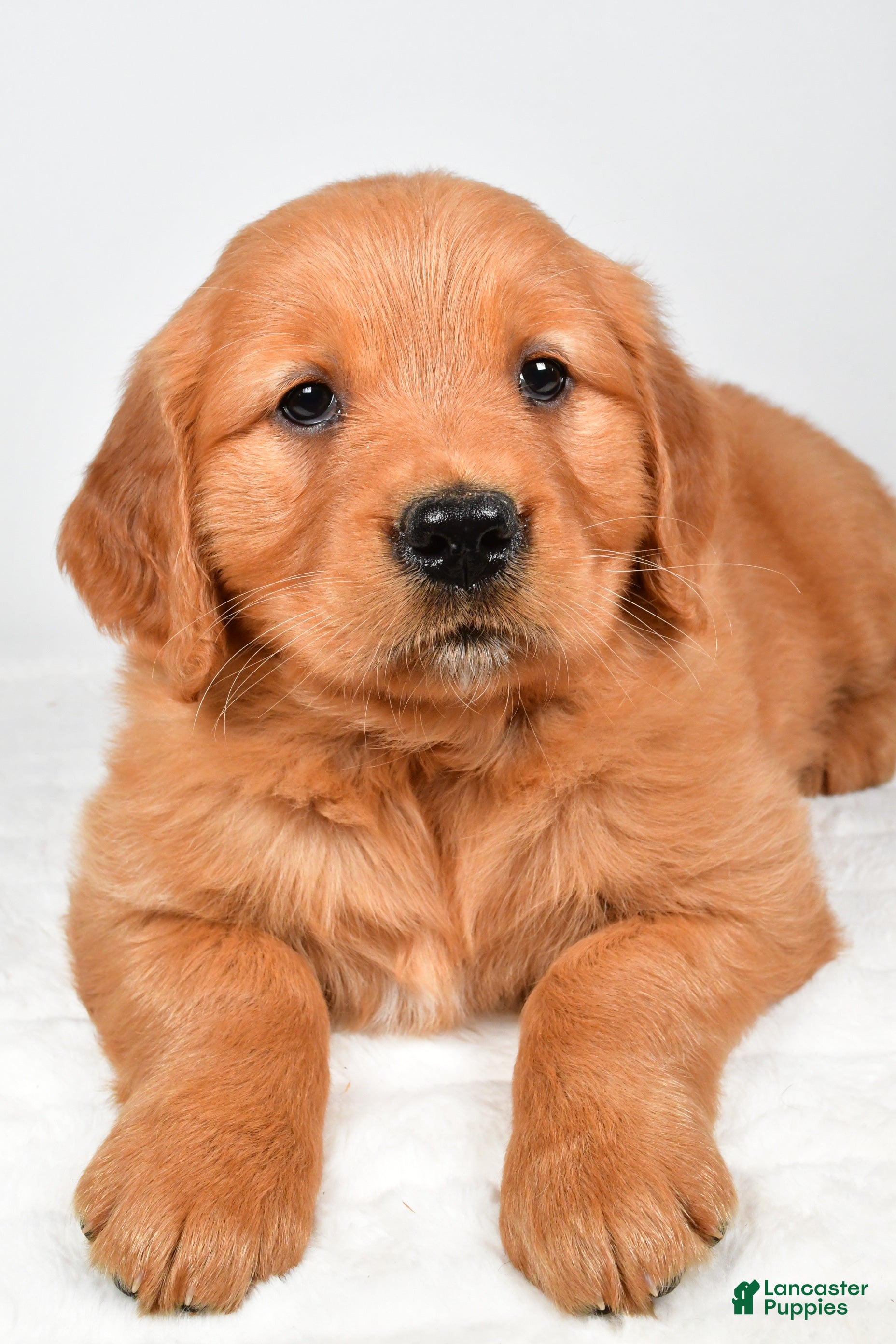 Golden Retriever dogs Robin - Ad 2