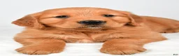 Golden Retriever dogs for sale: Robin - Ad 2