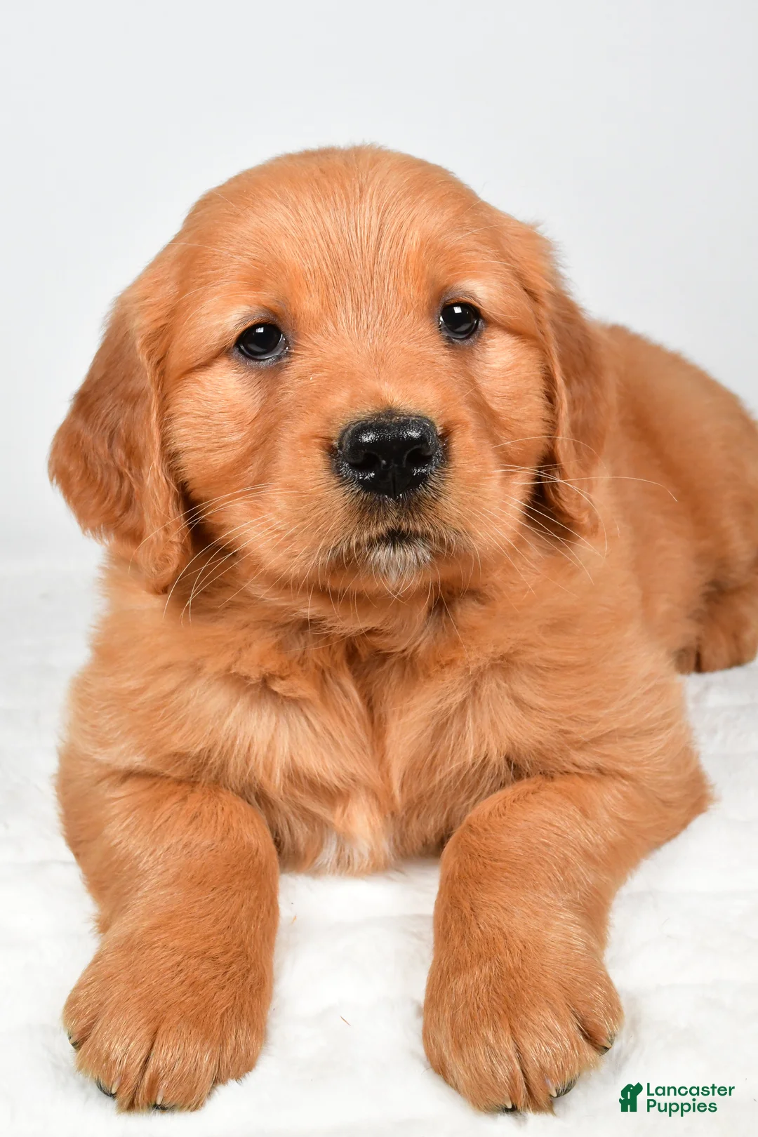 Golden Retriever dogs for sale: Robin - Ad 2