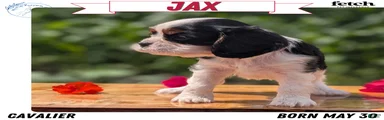 Jax 