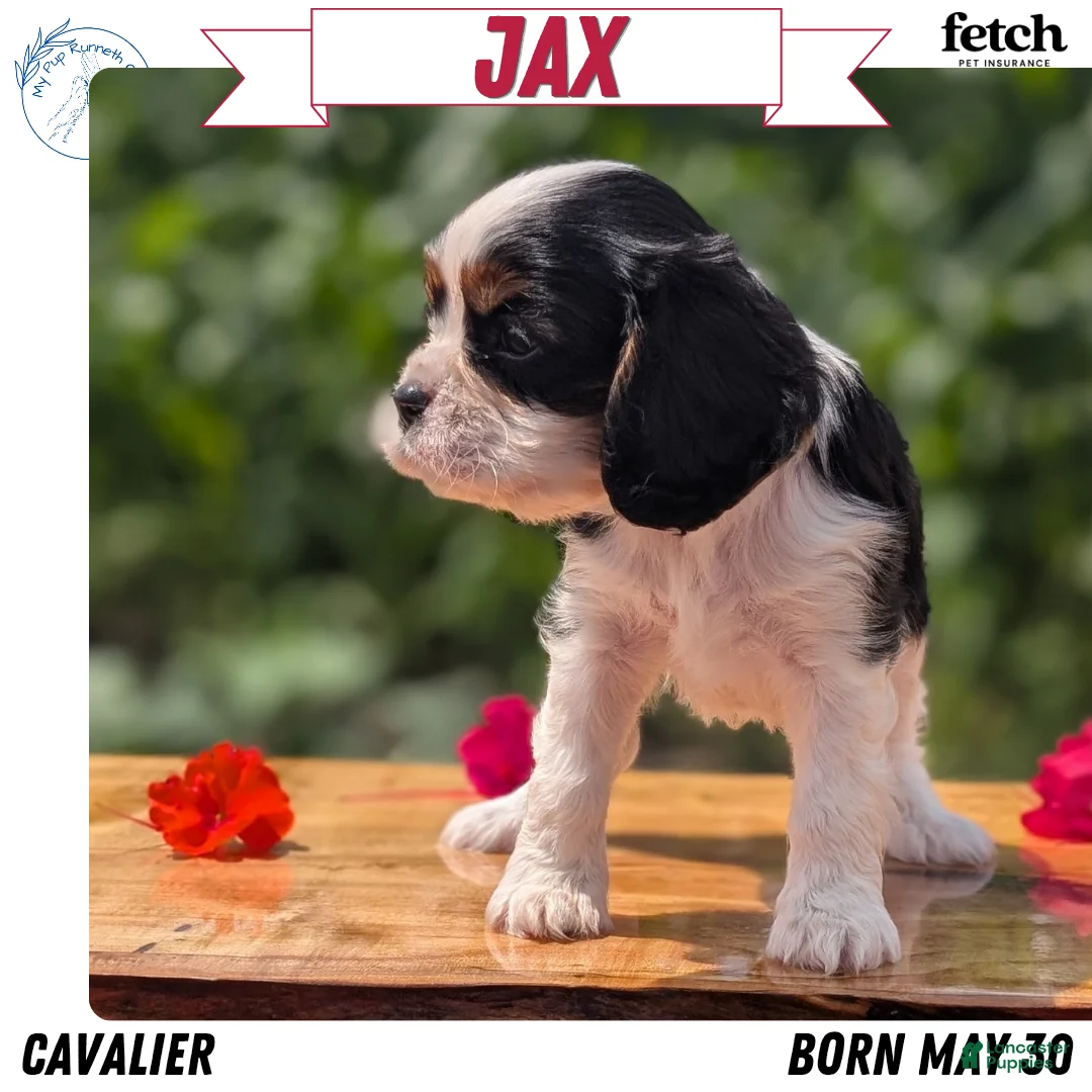 Cavalier King Charles Spaniel dogs for sale: Jax  - Ad 1