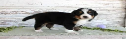 Bernese Mountain Dog dogs for sale: Mystic - Ad 2