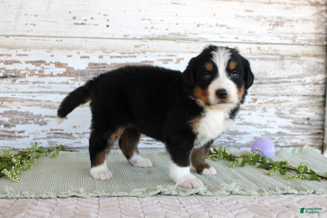 Bernese Mountain Dog dogs for sale: Mystic - Ad 2