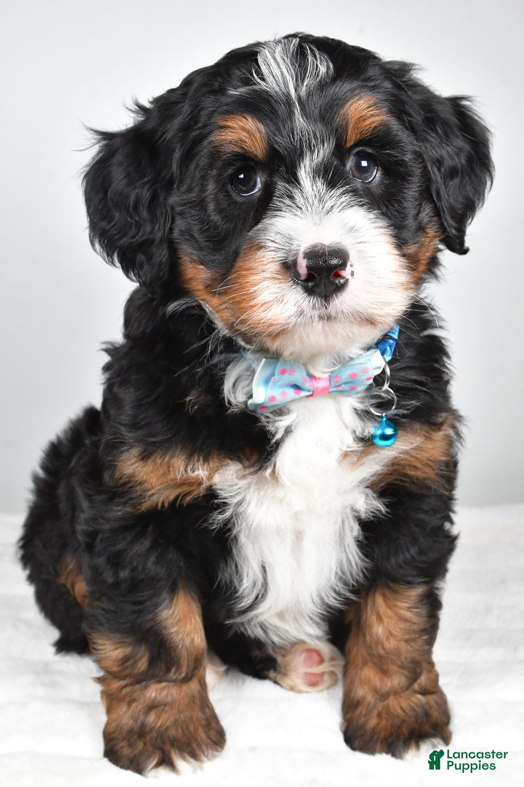 Mini Bernedoodle dogs for sale: Duke - Ad 5