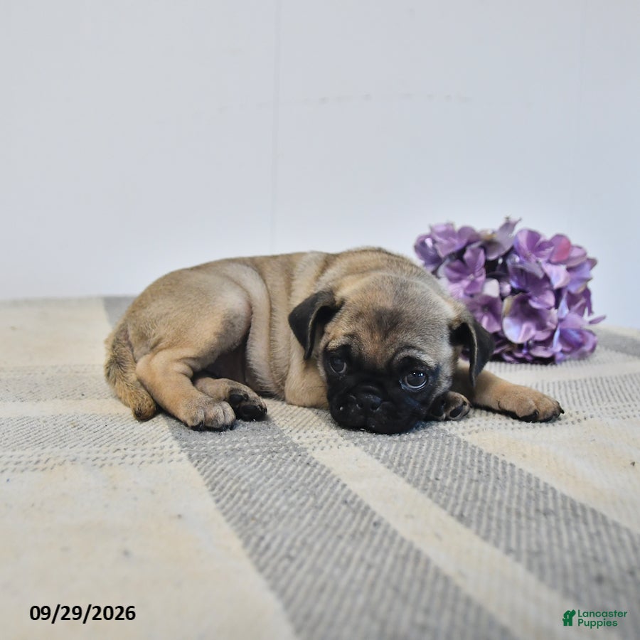 Pug dogs Livia - Ad 2