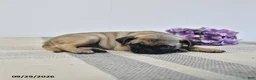 Pug dogs for sale: Livia - Ad 2