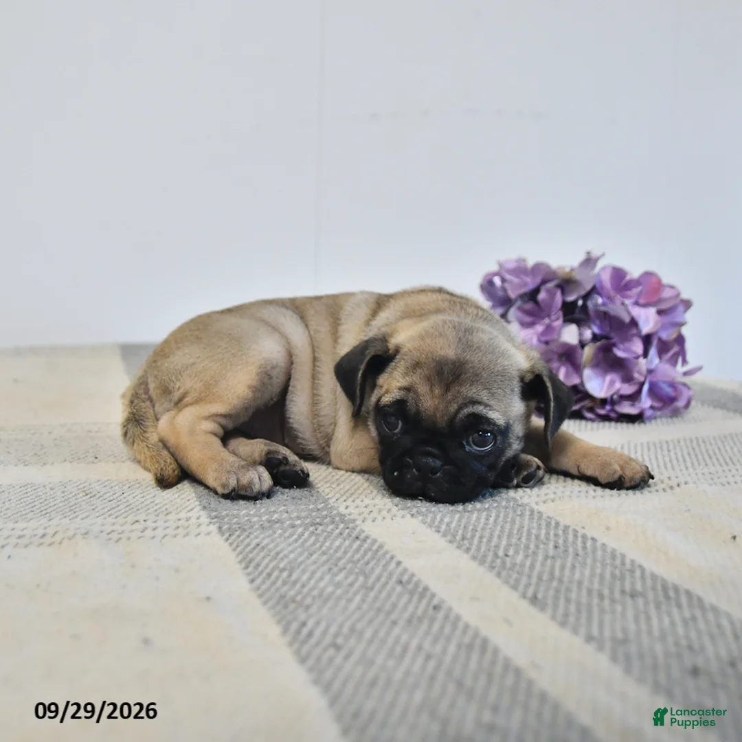 Pug dogs for sale: Livia - Ad 2