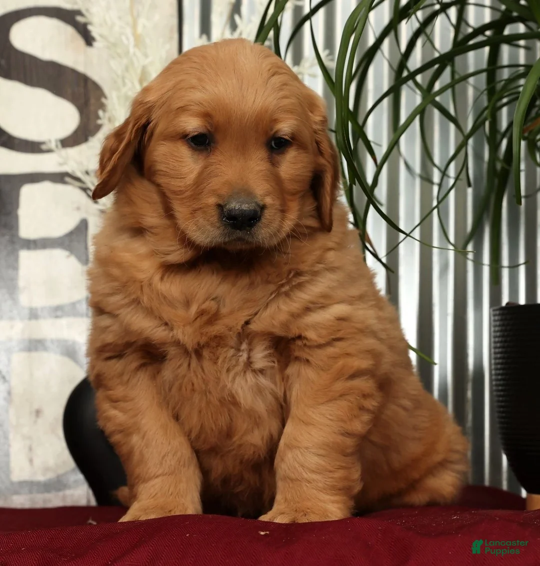 Golden Retriever dogs for sale: Aaron - Ad 2